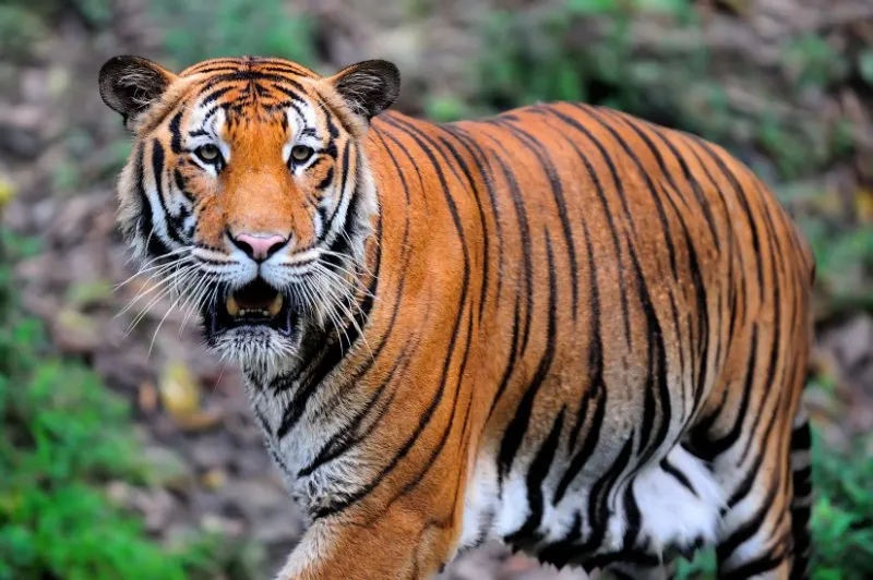 Top 6 Rarest Tiger Species in the World 2023[UPDATED]